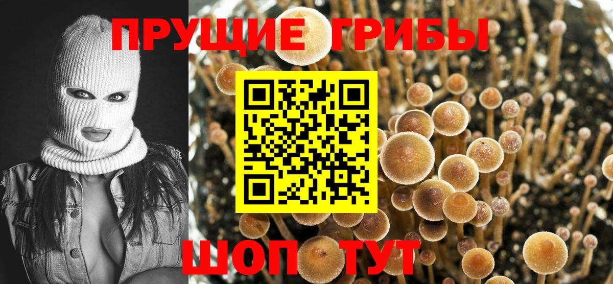 Балтийск  наркота  Вход с VPN  Псилоцибиновые грибы Psilocybine cubensis 